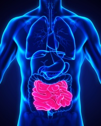 S.I.B.O. (Small Intestinal Bacterial Overgrowth)